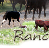 Ranch Dogs Save Time.