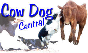 Cow Dog Central